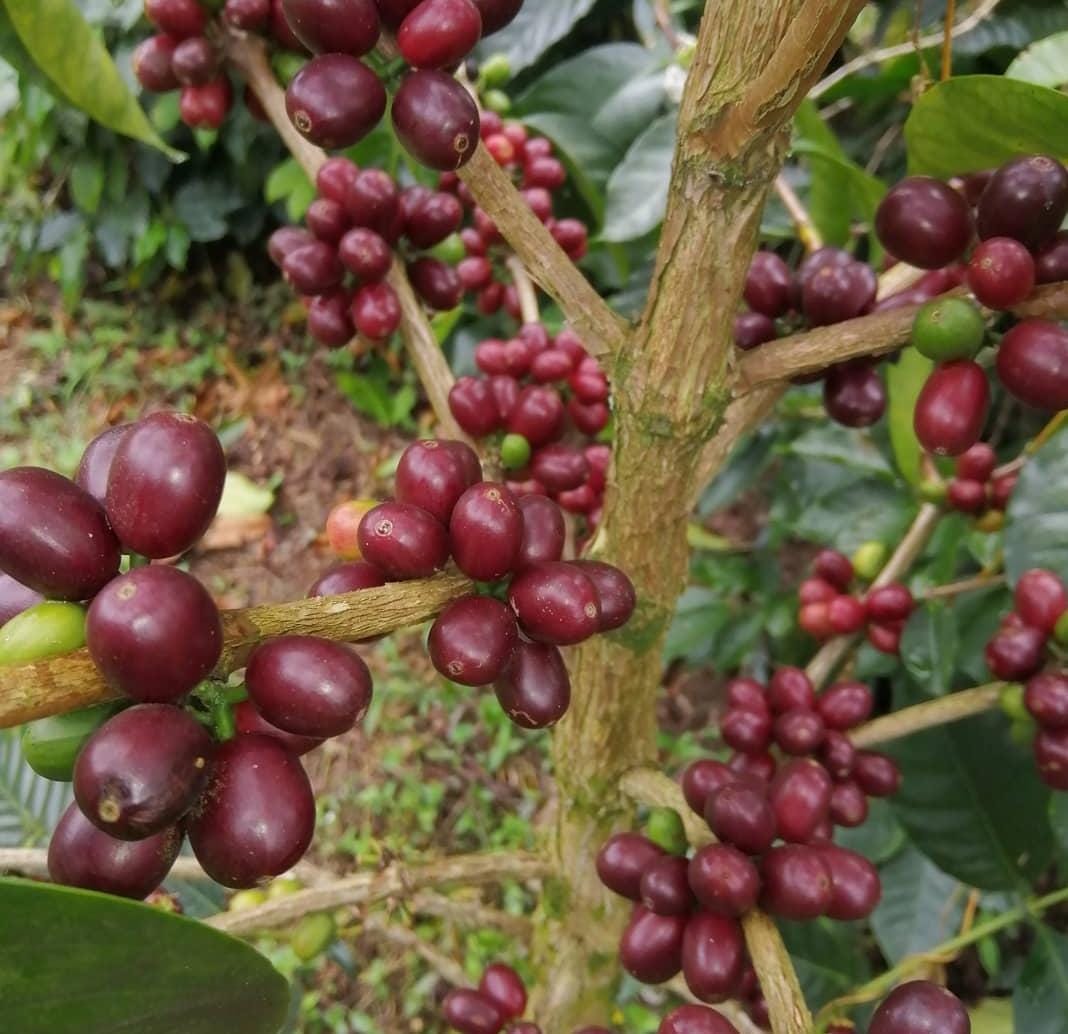Deep red ripe coffee cherries on the branch at an Invercafé farm