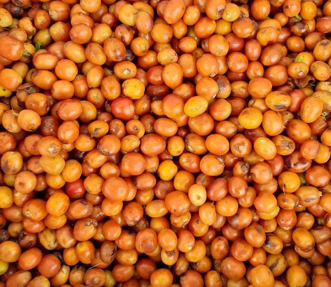 Freshly harvested orange coffee cherries after selective picking